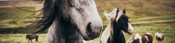 Animals and Wildlife